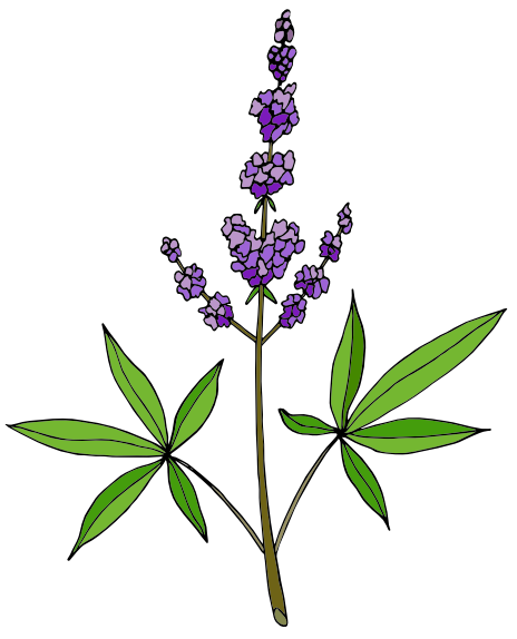 Drmek obecný (Vitex agnus)​