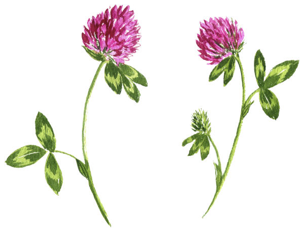 Trifolium pratense